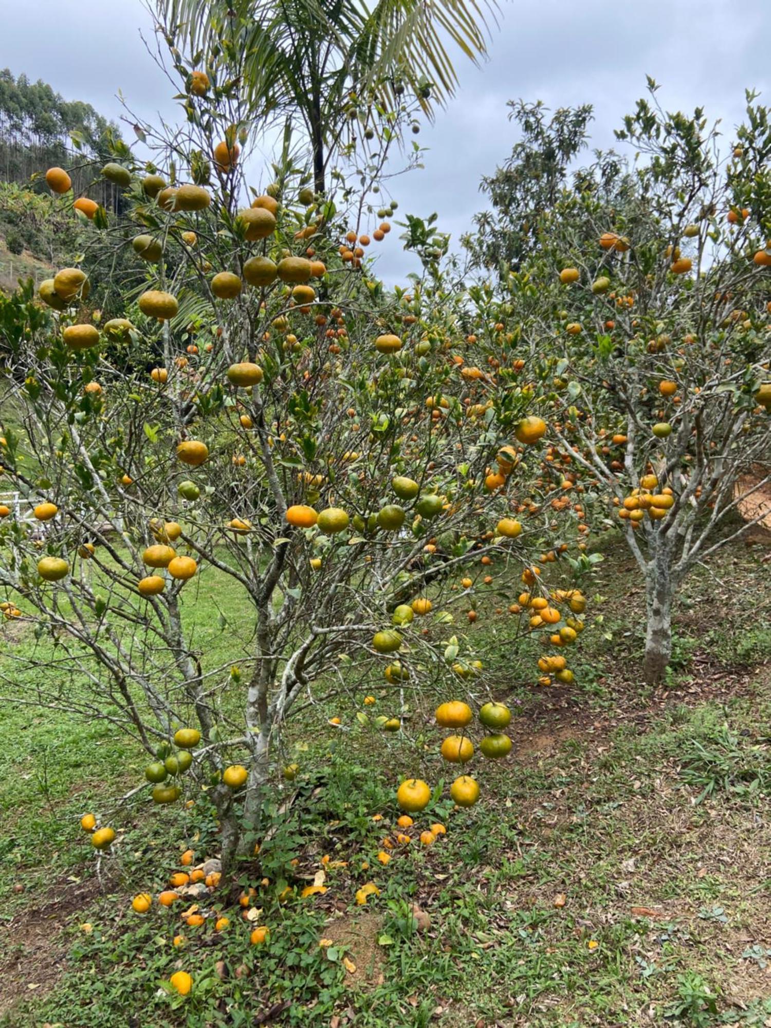 Chale Da Estancia Santa Teresa - Es Alto Sao Lourenco- Proximo Ao Circuito Caravaggio Kültér fotó